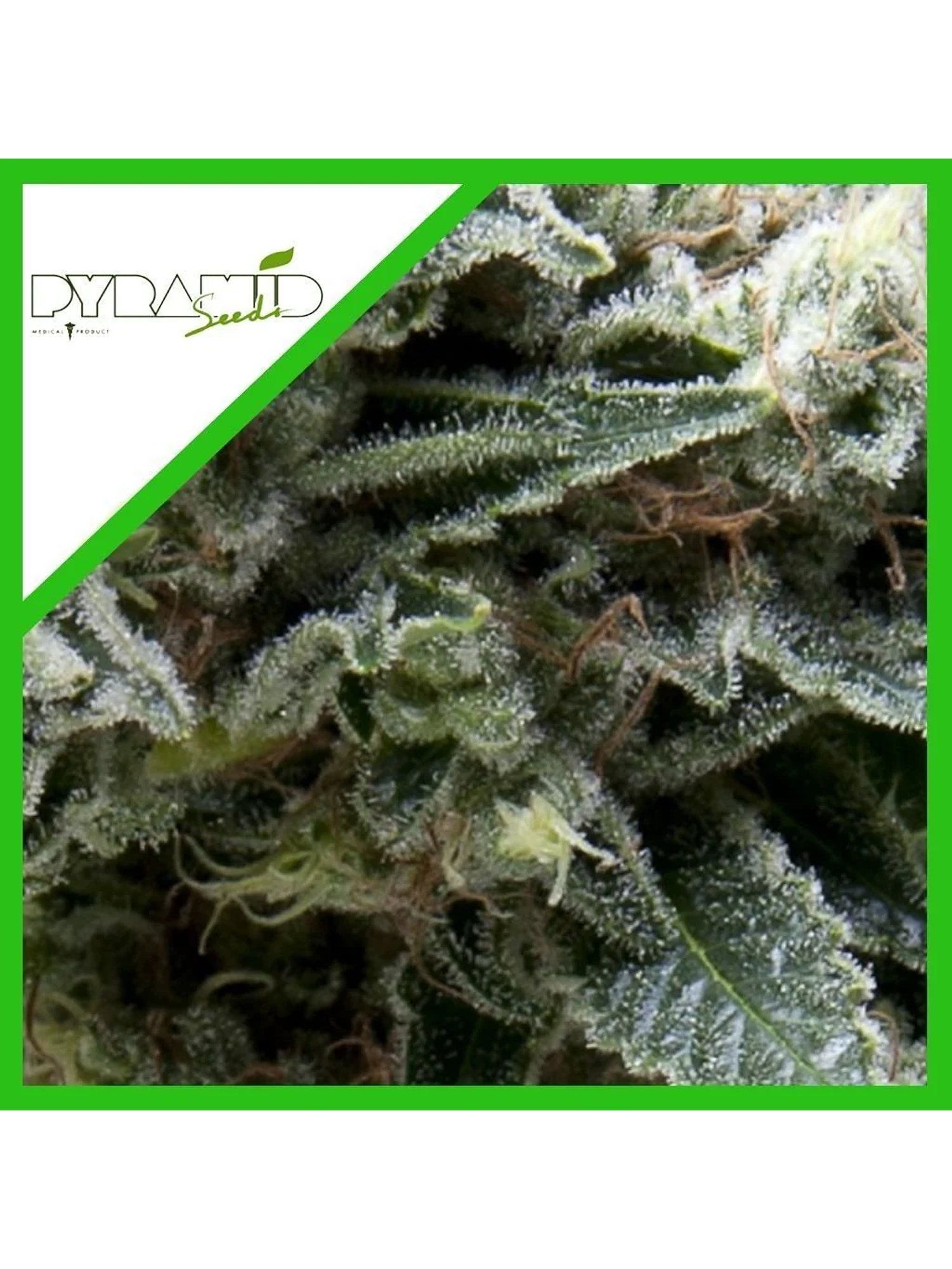 New York City Cbd  Auto X3+1-Pyramid Seeds 1