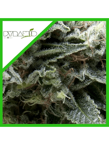 NEW YORK CITY CBD  AUTO X3+1-PYRAMID SEEDS 1