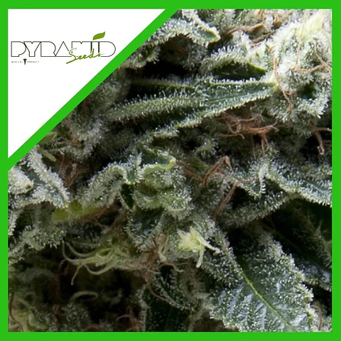 New York City Cbd  Auto X3+1-Pyramid Seeds