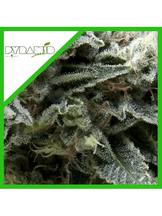 NEW YORK CITY CBD  AUTO X3+1-PYRAMID SEEDS 1