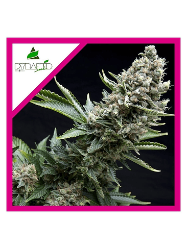 NEW YORK CITY FEM X1-PYRAMID SEEDS 1