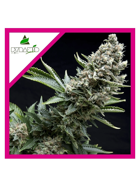 NEW YORK CITY FEM X1-PYRAMID SEEDS 1