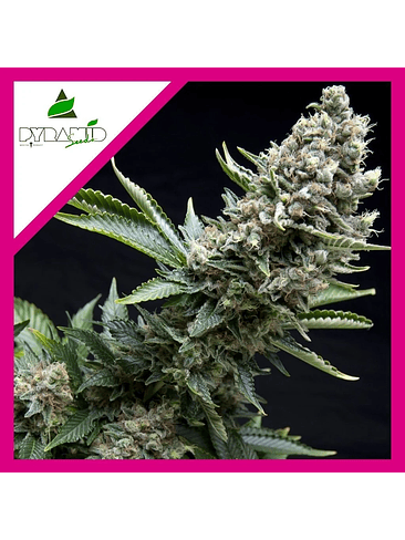 NEW YORK CITY  FEM X3+1-PYRAMID SEEDS 1