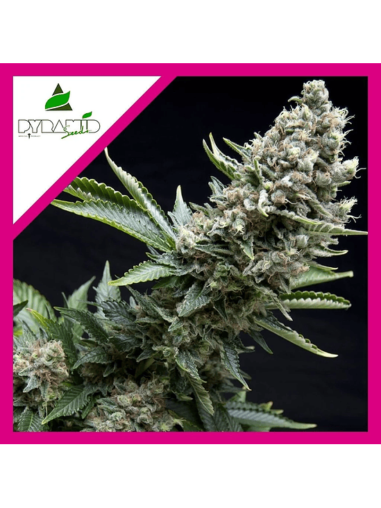 NEW YORK CITY  FEM X3+1-PYRAMID SEEDS 1