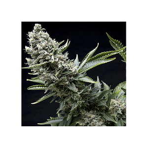 New York City  Fem X5+2-Pyramid Seeds