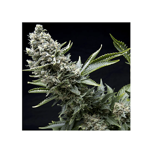 NEW YORK CITY  FEM X5+2-PYRAMID SEEDS