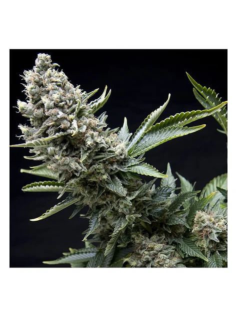 New York City Fem -Pyramid Seeds (X5+2/X3+1/X1) 1