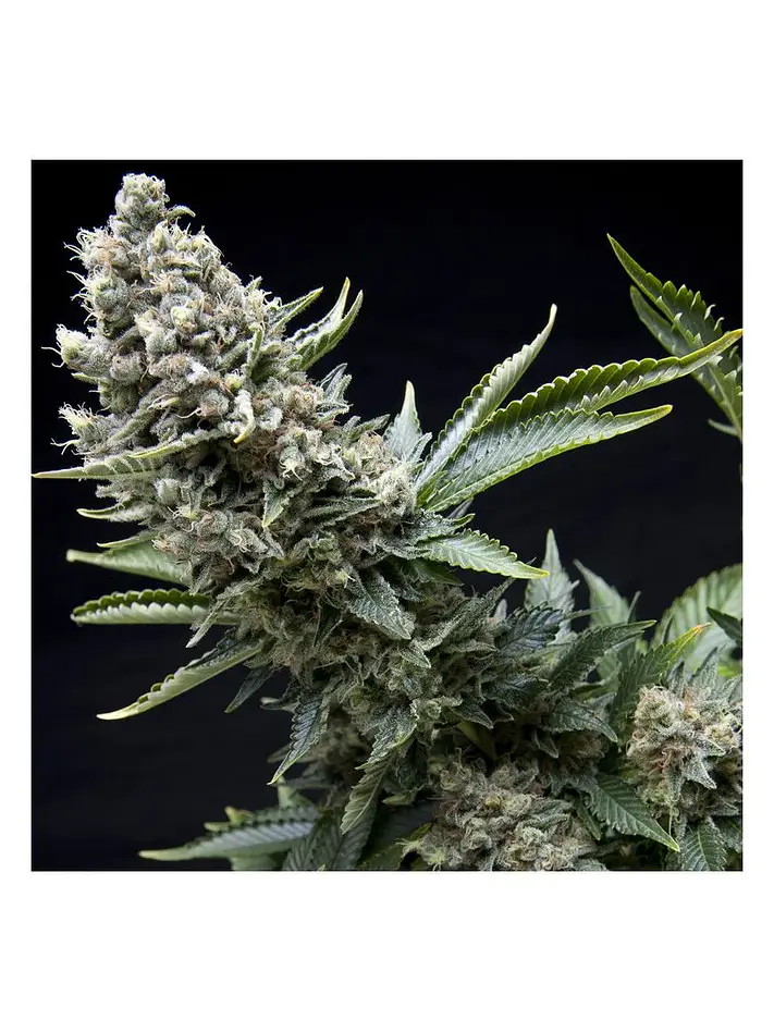 New York City Fem -Pyramid Seeds (X5+2/X3+1/X1) 1
