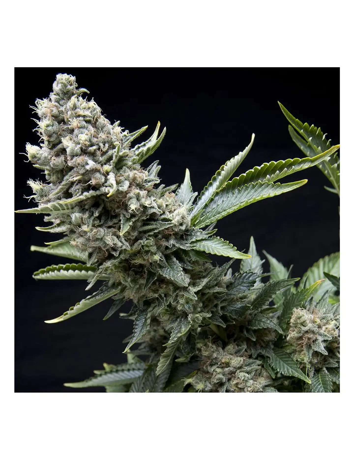 New York City Fem -Pyramid Seeds (X5+2/X3+1/X1) 1
