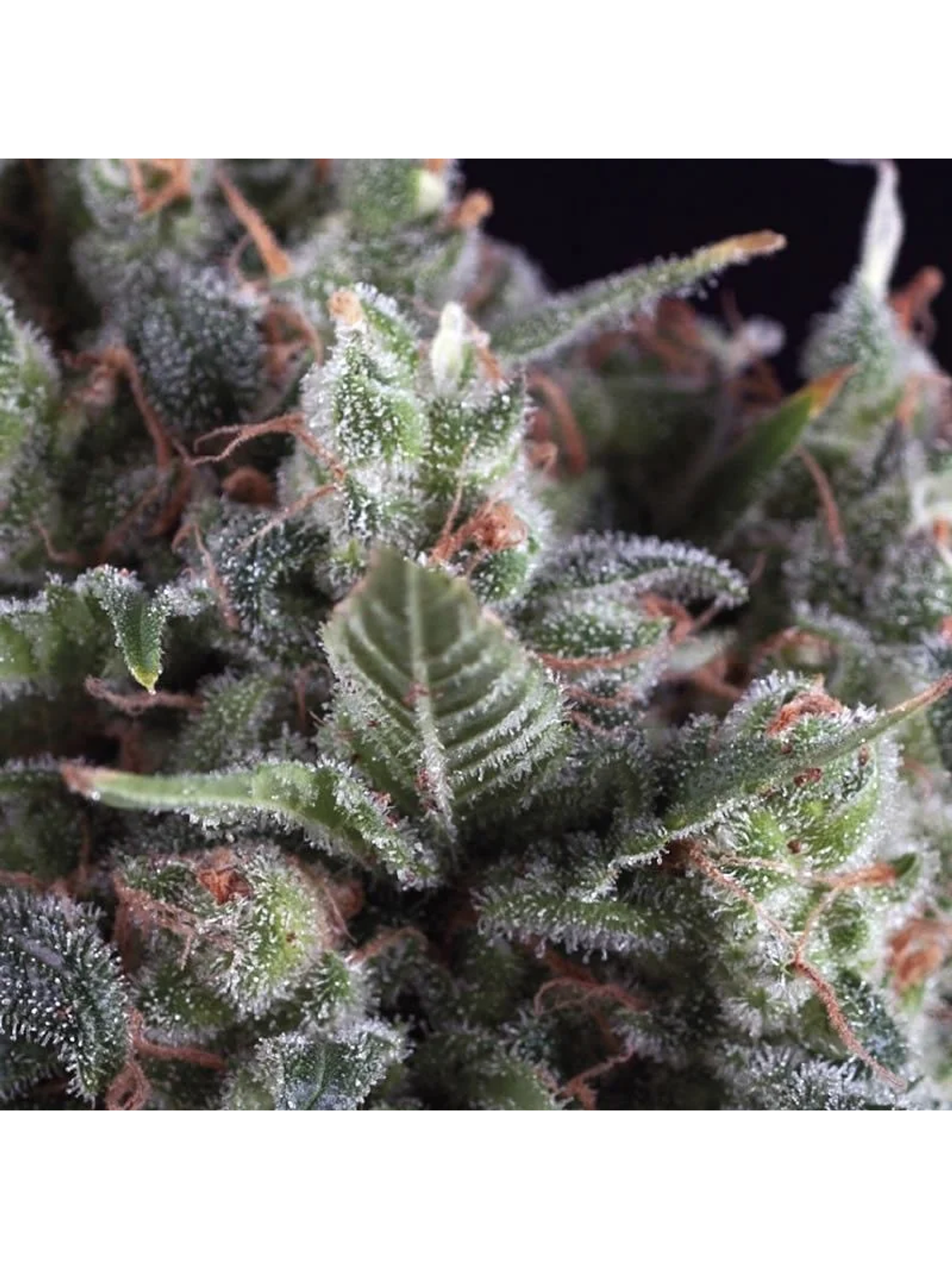 Auto Olympia X 3+1-Pyramid Seeds 1