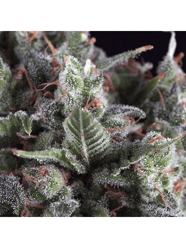 AUTO OLYMPIA X 3+1-PYRAMID SEEDS 1