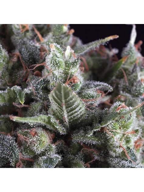 Auto Olympia X 3+1-Pyramid Seeds 1