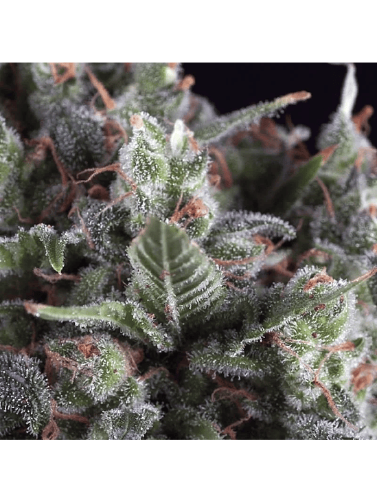 AUTO OLYMPIA X 3+1-PYRAMID SEEDS 1