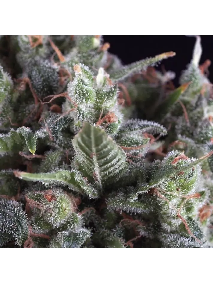 Auto Olympia X 3+1-Pyramid Seeds 1