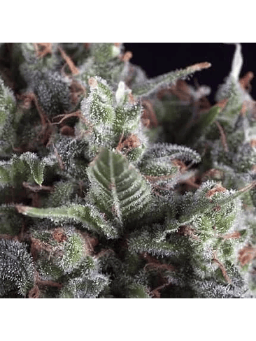 OLYMPIA AUTO X5+2-PYRAMID SEEDS 1