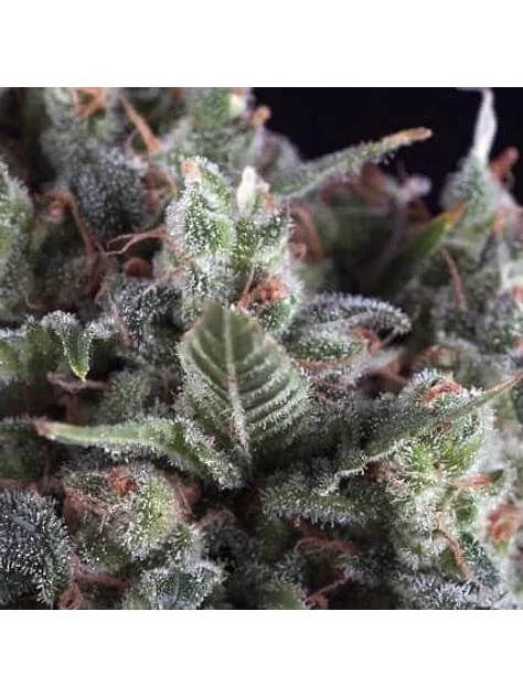 Olympia Auto X5+2-Pyramid Seeds 1