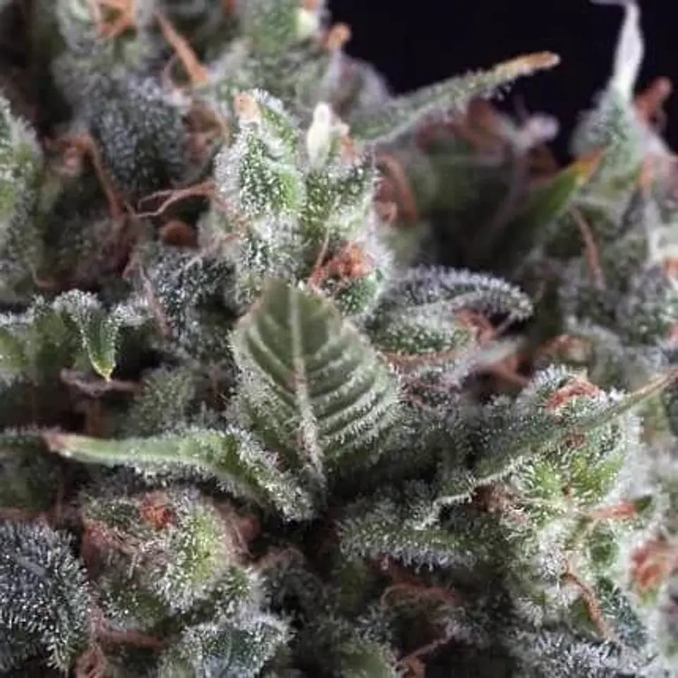 Olympia Auto ( X3+1 X5+2)-Pyramid Seeds 1