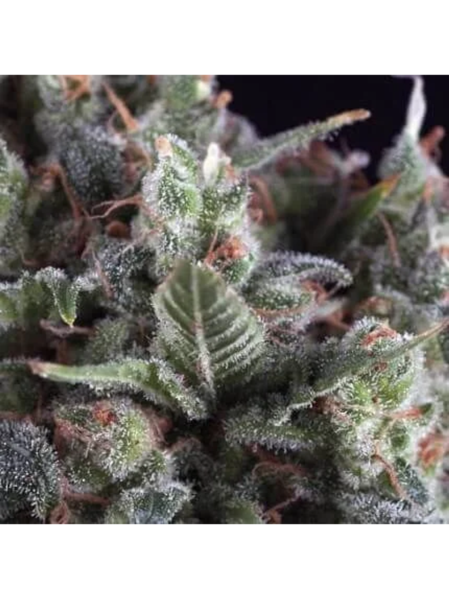 Olympia Fem -Pyramid Seeds (X3/X5+2/X3+1) 1