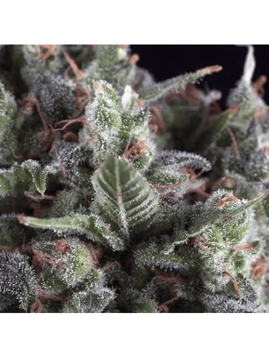 OLYMPIA  FEM X5+2-PYRAMID SEEDS 1