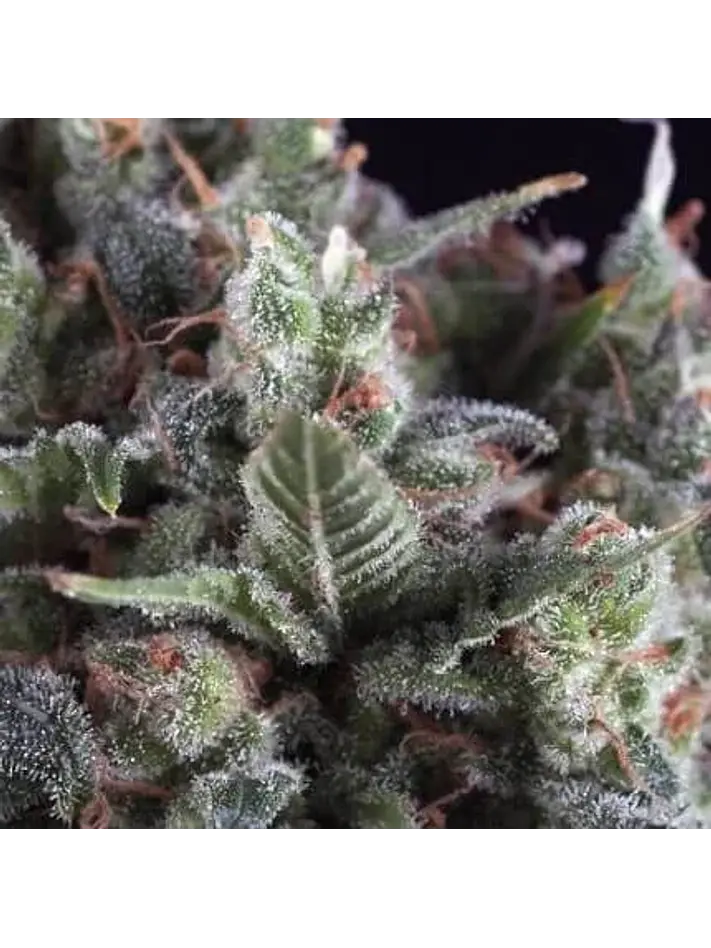 Olympia Fem -Pyramid Seeds (X3/X5+2/X3+1) 1