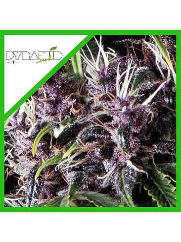 PURPLE AUTO X3+1-PYRAMID SEEDS 1