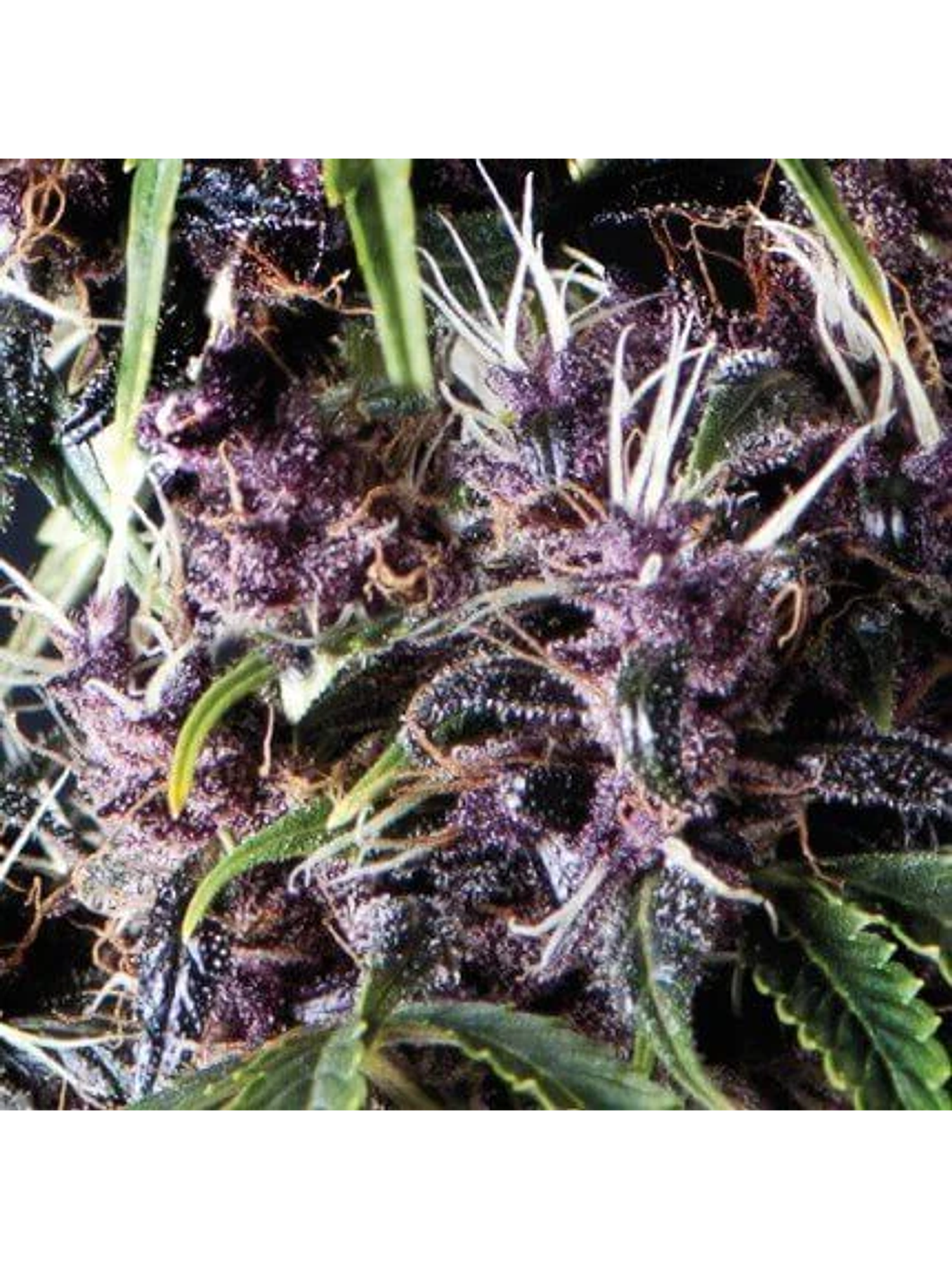 Purple Auto -Pyramid Seeds (X5+2/X3+1) 1