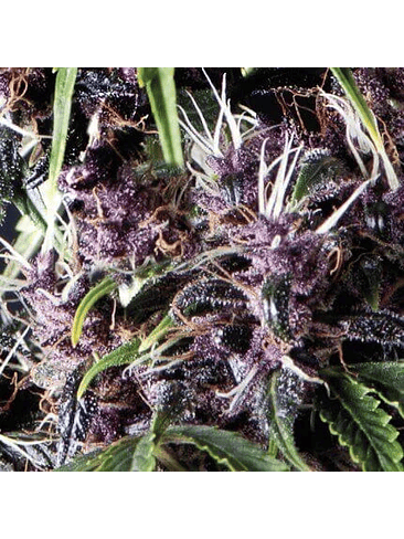 PURPLE AUTO X5+2 -PYRAMID SEEDS 1