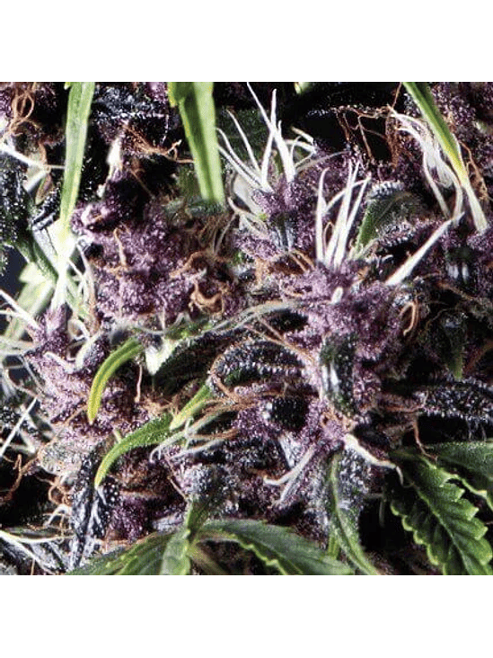 PURPLE AUTO X5+2 -PYRAMID SEEDS 1