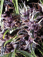 Purple Auto X5+2 -Pyramid Seeds - Miniatura 1