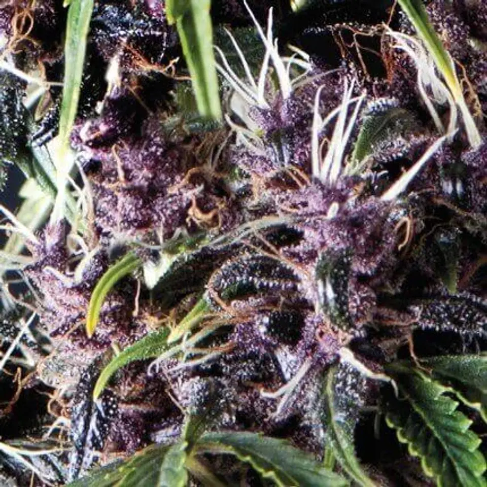 Purple Auto -Pyramid Seeds (X5+2/X3+1) 1