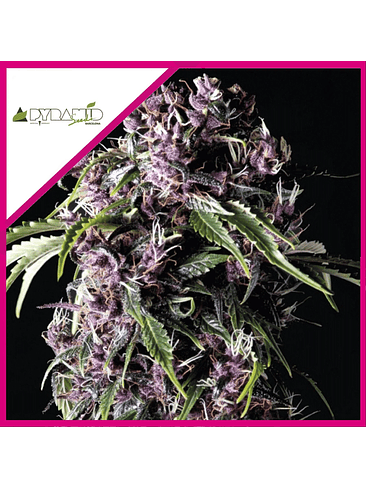 PURPLE FEM X3+1-PYRAMID SEEDS 1