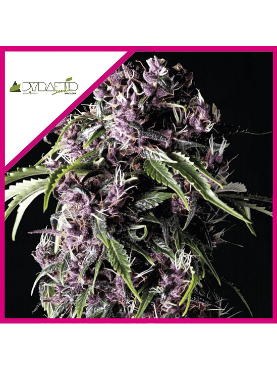 PURPLE FEM X3+1-PYRAMID SEEDS 1