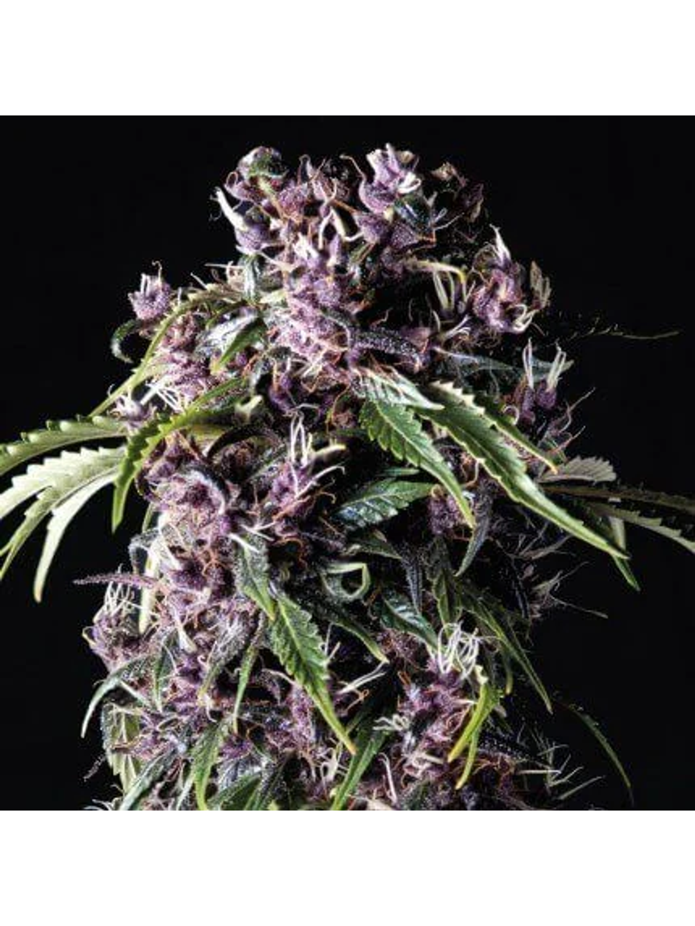 Purple Fem -Pyramid Seeds (X5+2/X3+1) 1