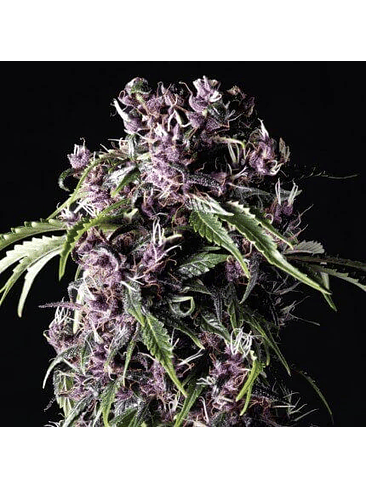 PURPLE  FEM X5+2-PYRAMID SEEDS 1