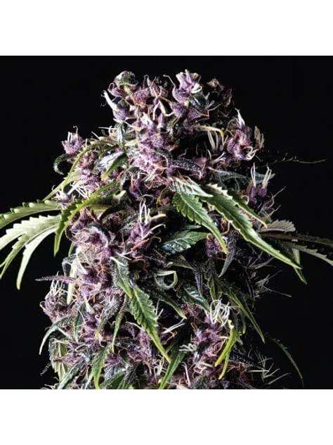 Purple Fem -Pyramid Seeds (X5+2/X3+1) 1