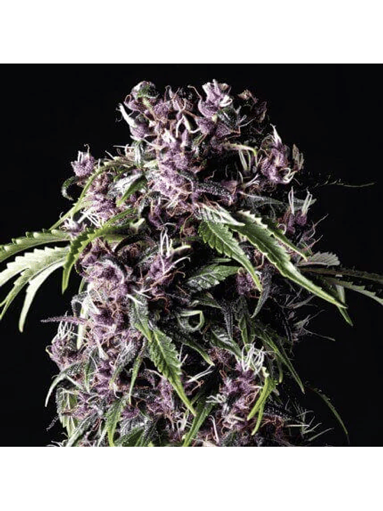 PURPLE  FEM X5+2-PYRAMID SEEDS 1