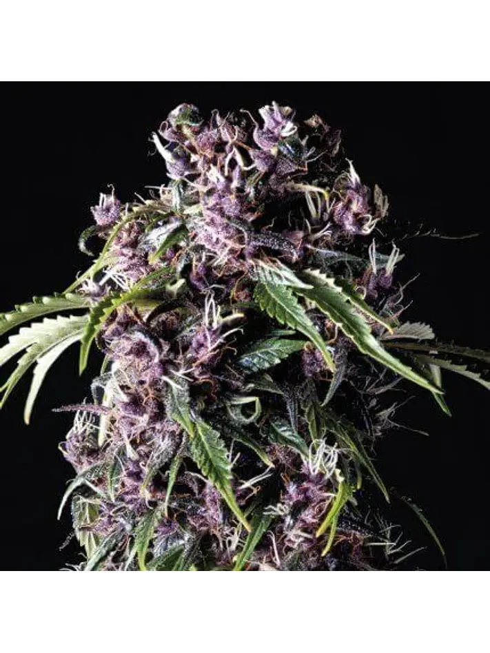 Purple Fem -Pyramid Seeds (X5+2/X3+1) 1