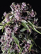 Purple Fem -Pyramid Seeds (X5+2/X3+1) - Miniatura 1