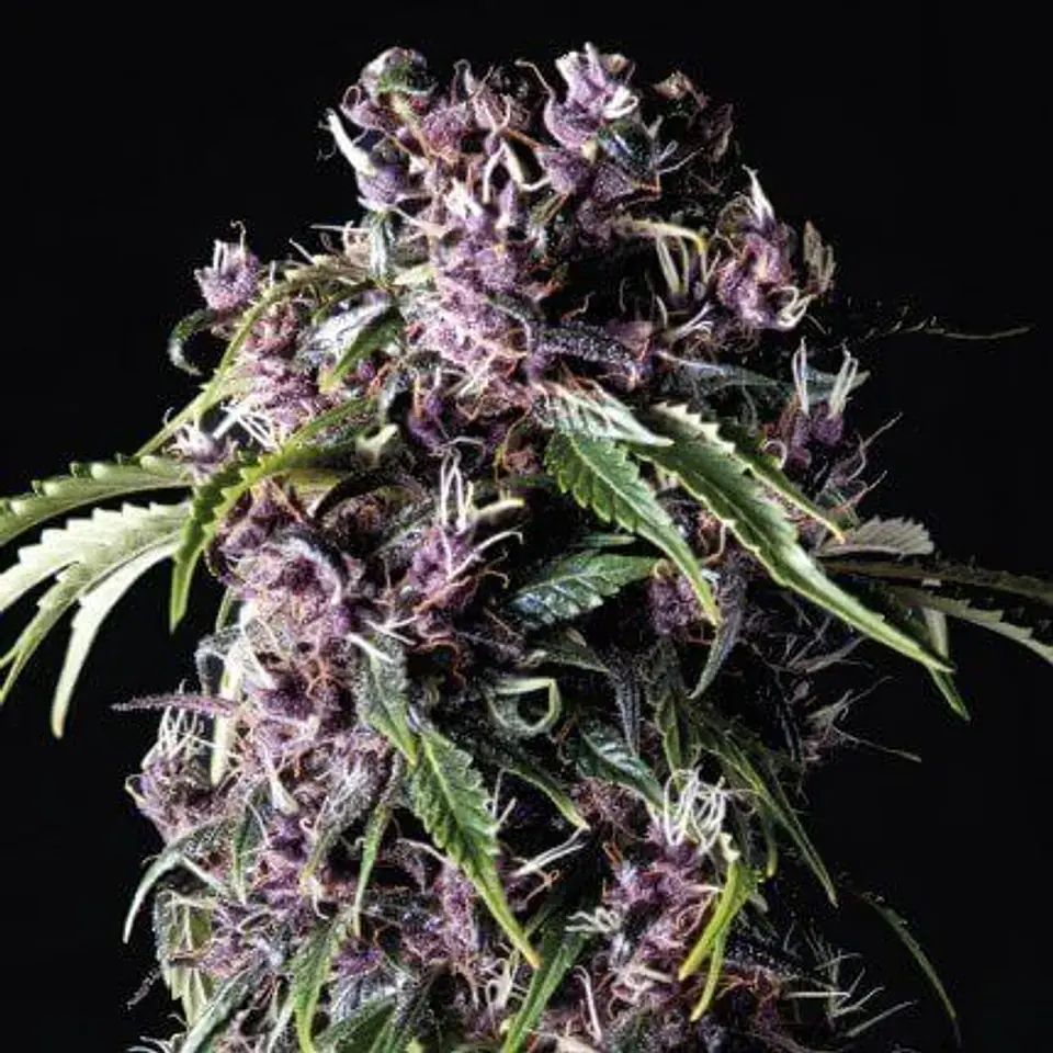 Purple Fem -Pyramid Seeds (X5+2/X3+1) 1