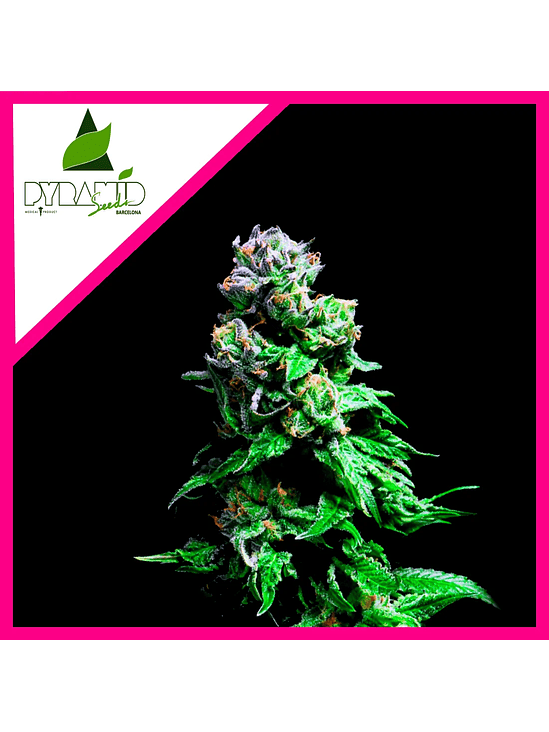 PURPLE URKLE FEM X1-PYRAMID SEEDS 1