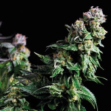 Purple Urkle Fem -Pyramid Seeds (X5+2/X3+1/X1) 1