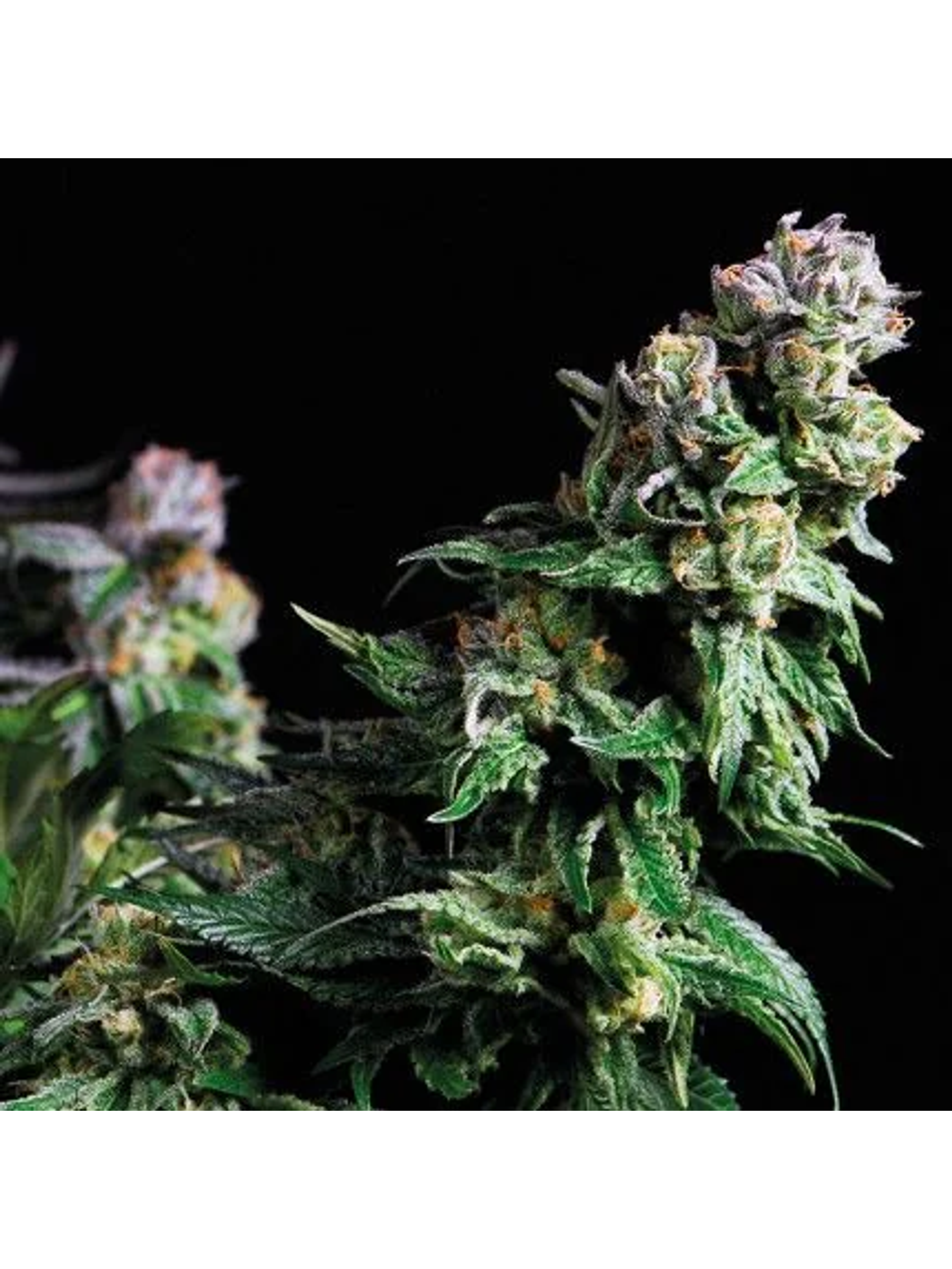 Purple Urkle Fem -Pyramid Seeds (X5+2/X3+1/X1) 1