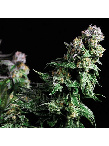 PURPLE URKLE  FEM X5+2-PYRAMID SEEDS 1