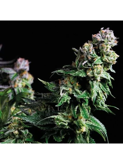 Purple Urkle Fem -Pyramid Seeds (X5+2/X3+1/X1) 1