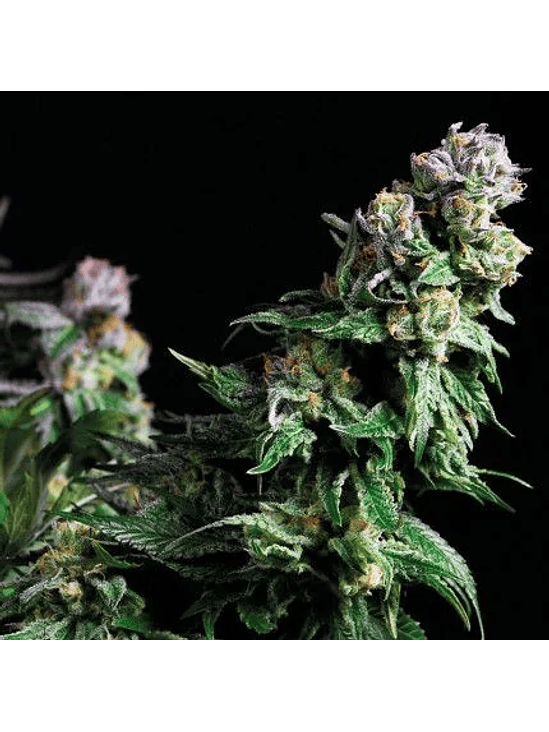 PURPLE URKLE  FEM X5+2-PYRAMID SEEDS 1