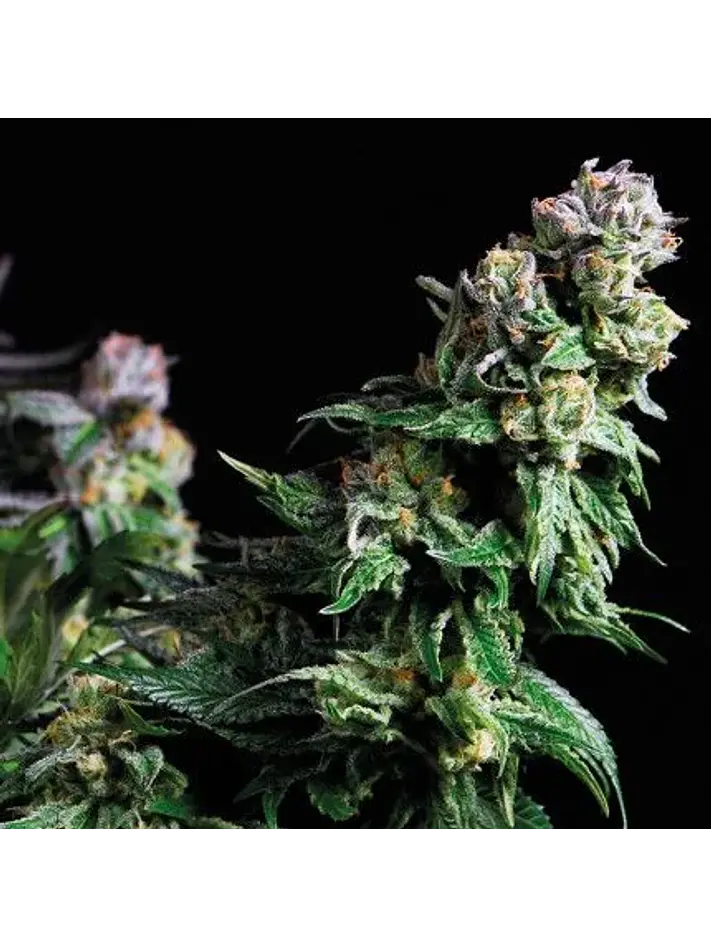 Purple Urkle Fem -Pyramid Seeds (X5+2/X3+1/X1) 1