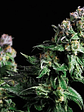 Purple Urkle  Fem X5+2-Pyramid Seeds - Miniatura 1