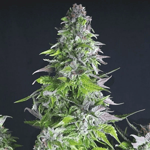 Romulan Fem X1-Pyramid Seeds