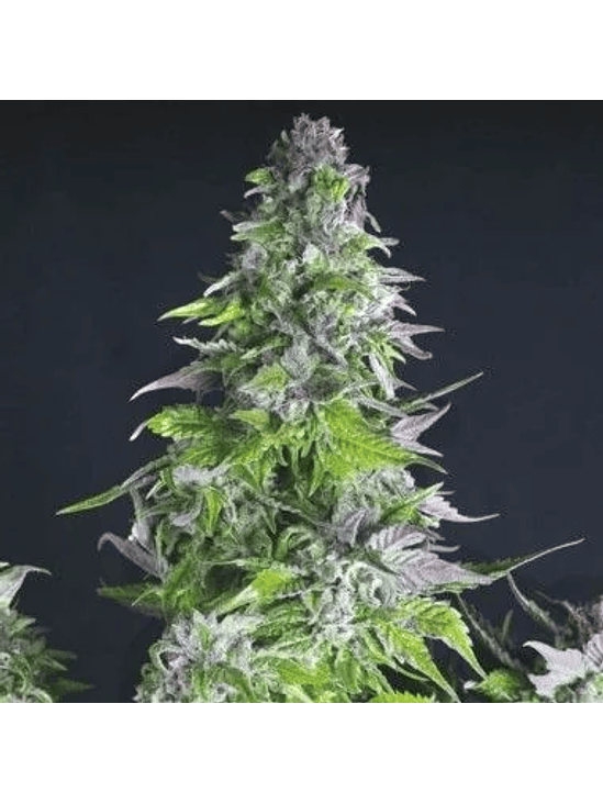 ROMULAN FEM X3+1-PYRAMID SEEDS 1