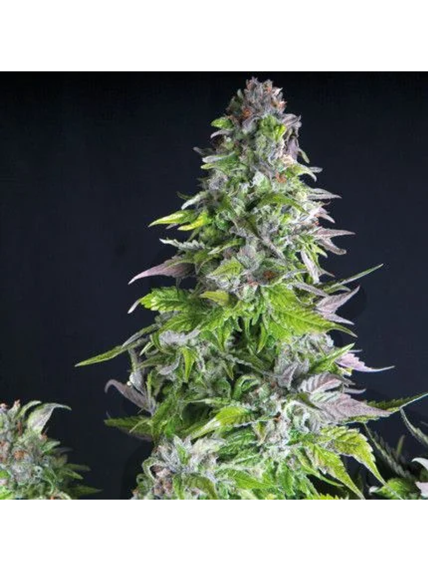 Romulan Fem -Pyramid Seeds (X5+2/X3+1/X1) 1
